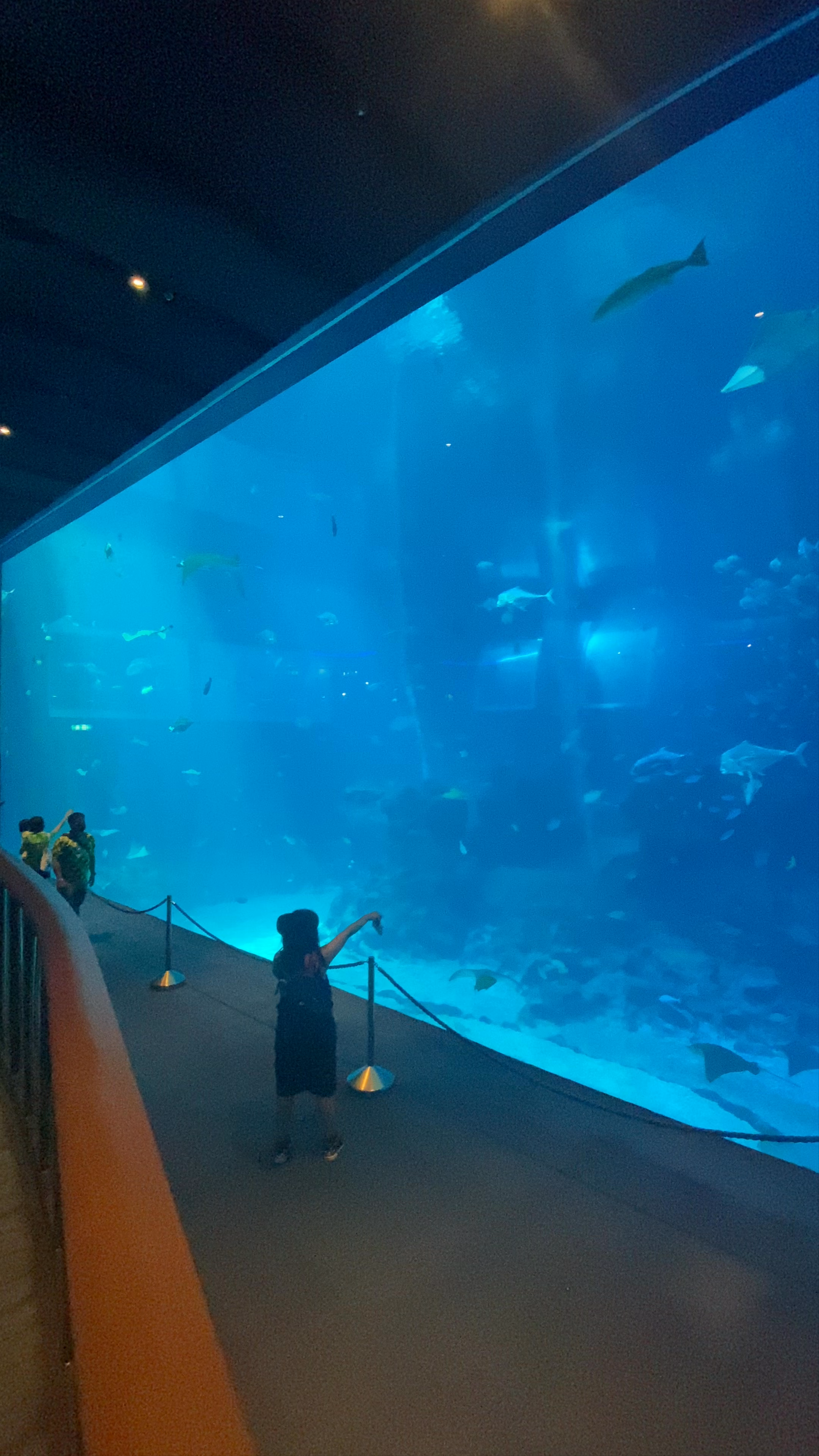 Sentosa Gateway Aquarium: Immersive Marine Wonderland at Resorts World Sentosa, Singapore
