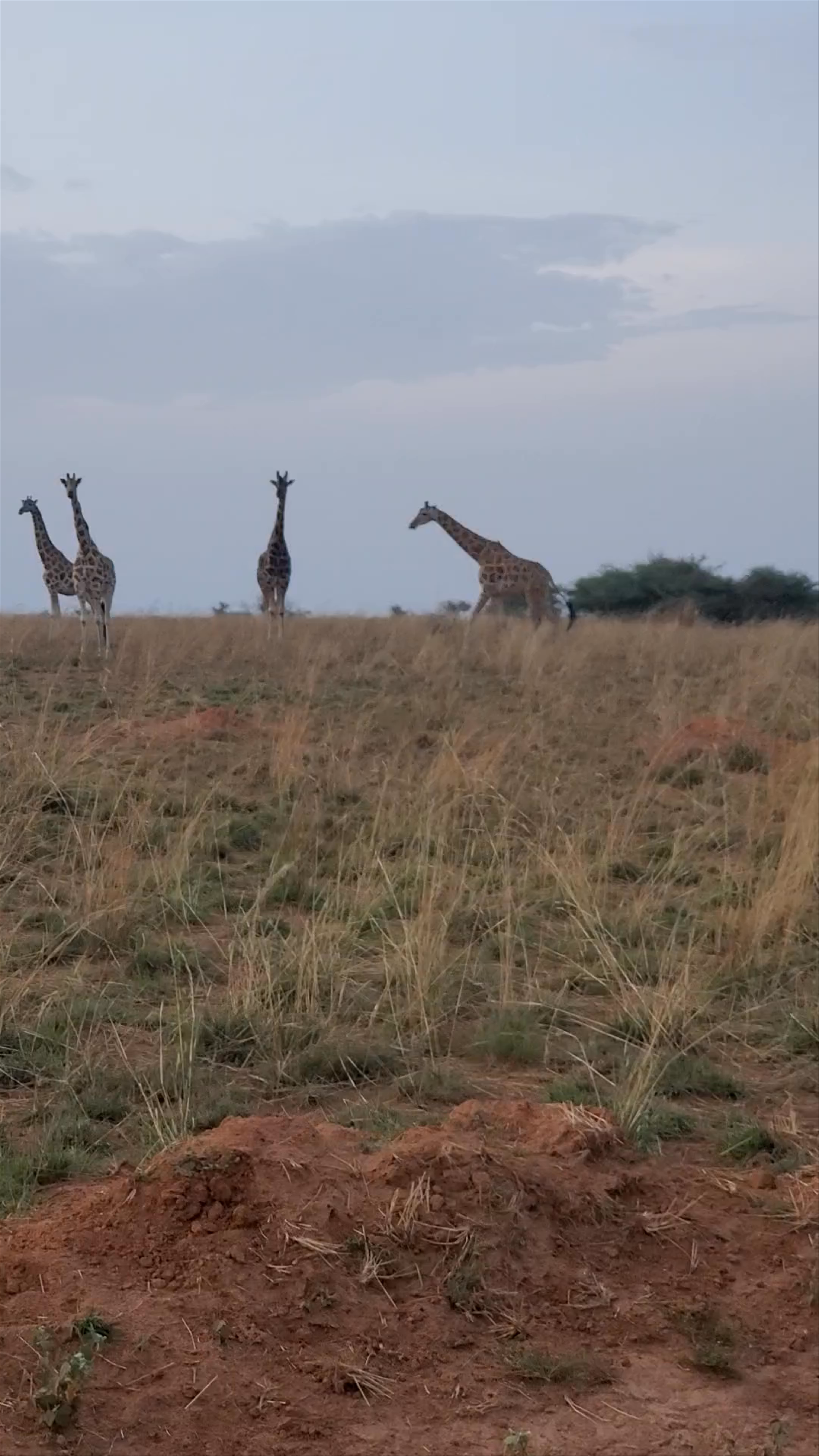 Sunset Safari at Murchison Falls National Park — Wild Giraffes in Uganda