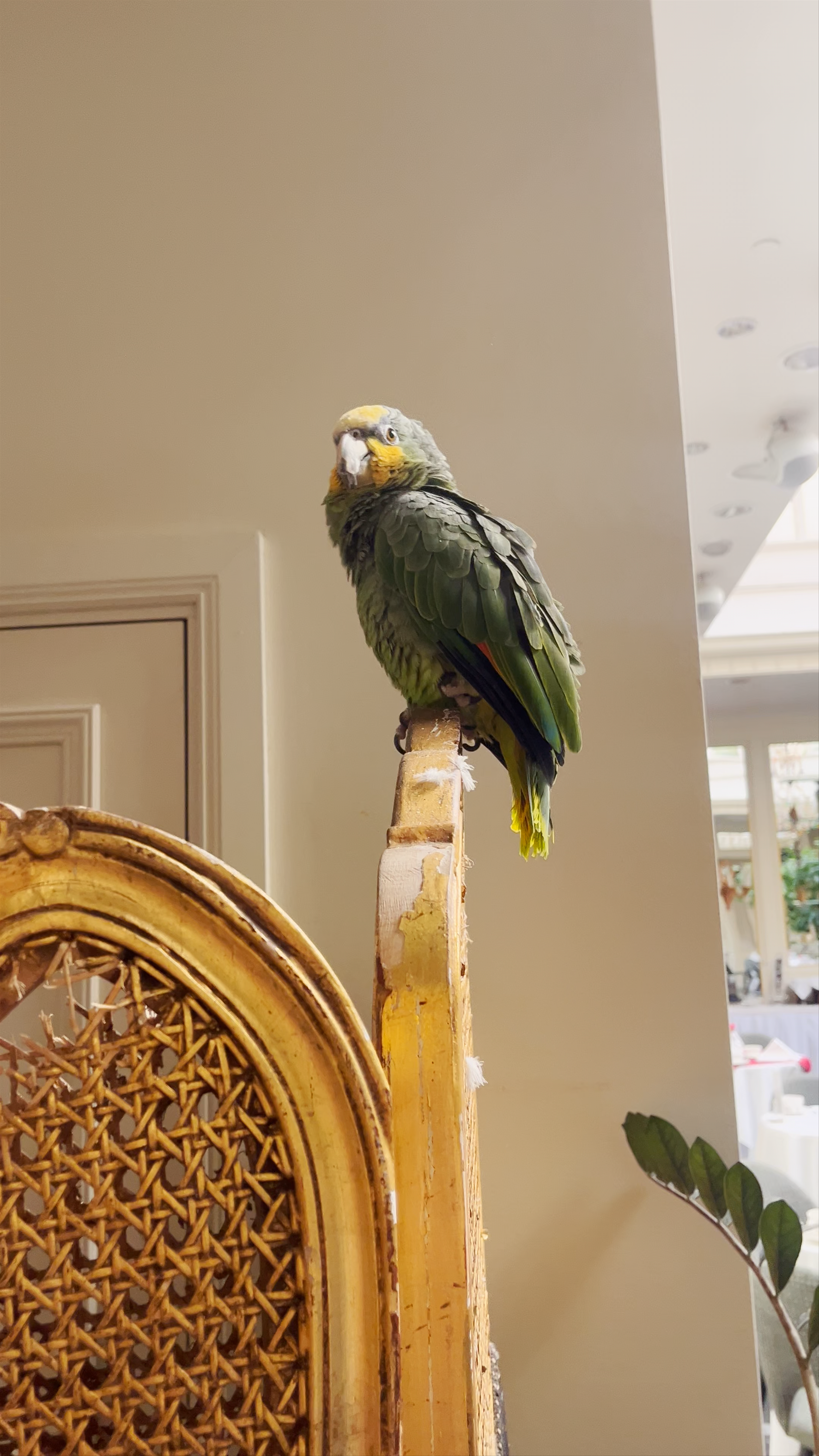 Grand Palace Hotel Riga: A Serene Indoor Garden Escape with a Charming Parrot