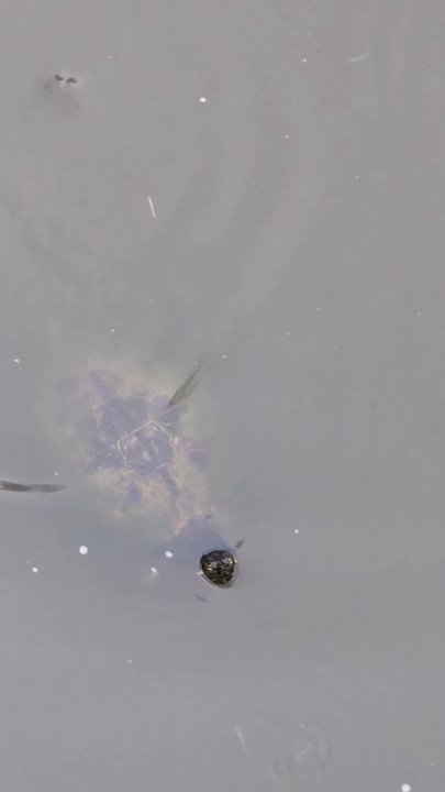 Ingalls Park - Swimming turtle - Parks Near Me - Hallandale Beach, Florida