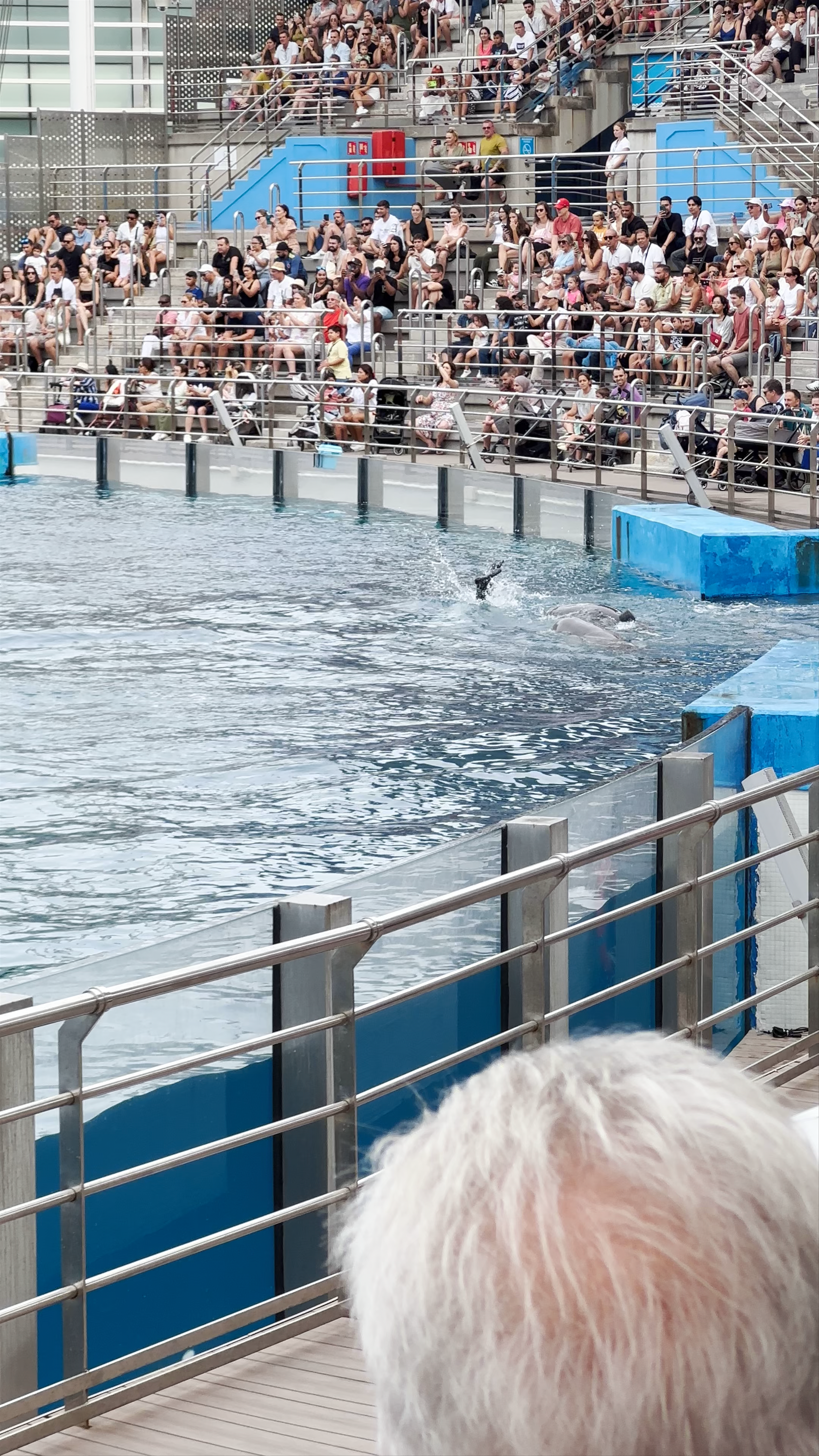 Oceanographic Aquarium Dolphin Show in Valencia