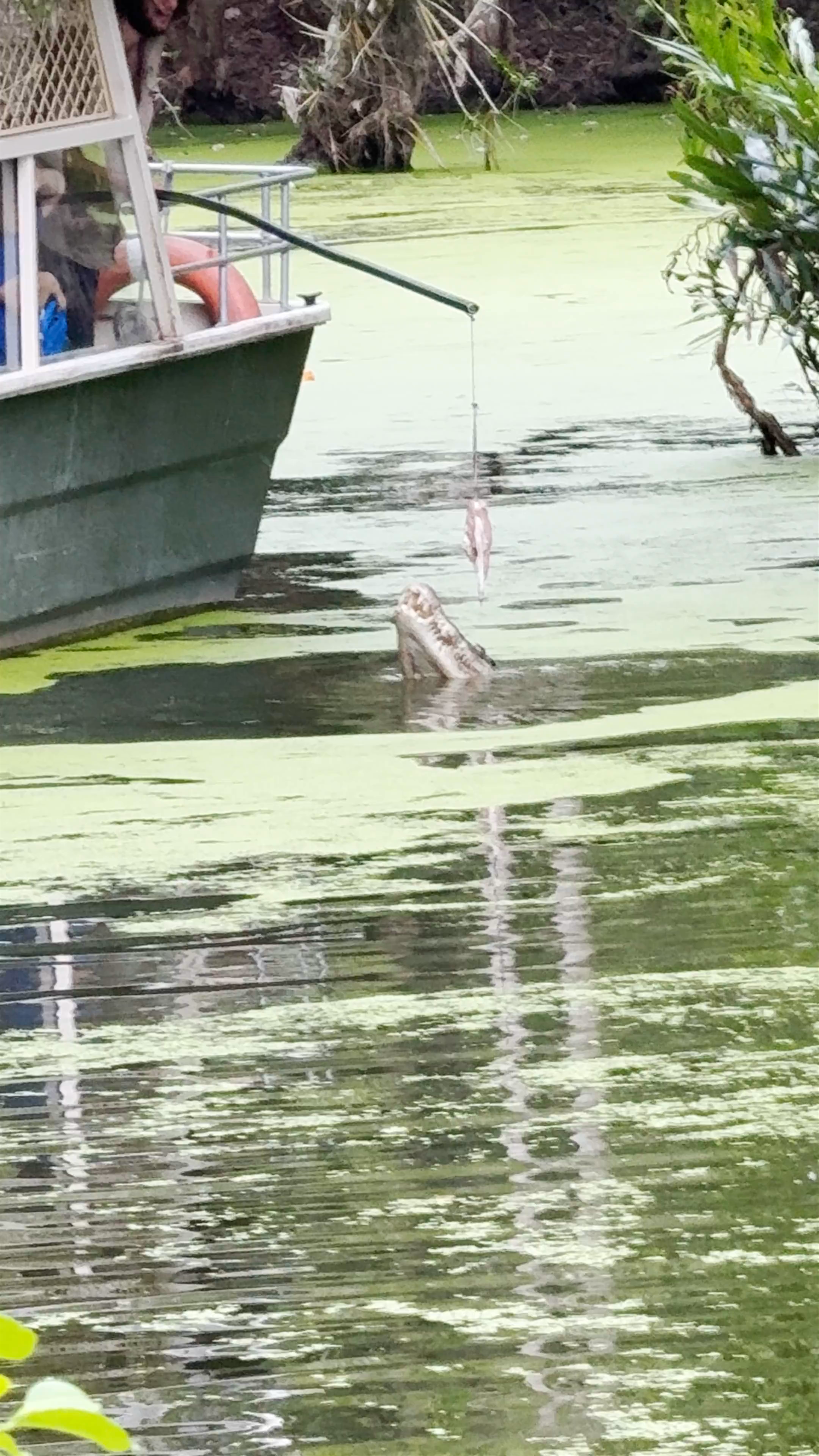 Hartley's Crocodile Adventures: Close Encounter with a Croc in Tropical Queensland