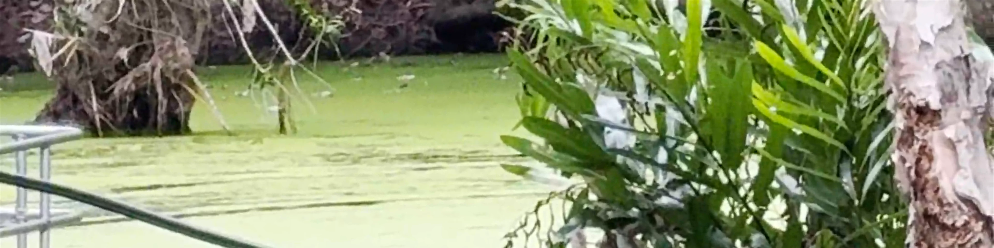 Hartley's Crocodile Adventures