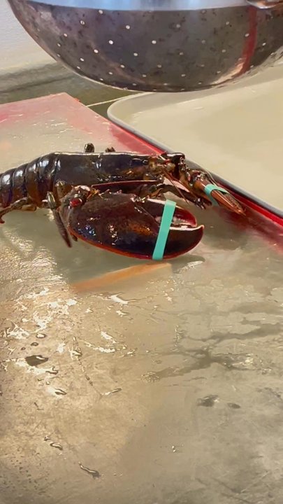 Cape Pier Chowder House - A live lobster just chilling - Seafood Near Me - Kennebunkport, Maine