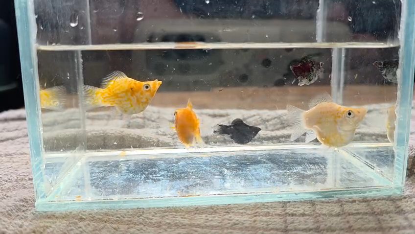 Balloon Mollies