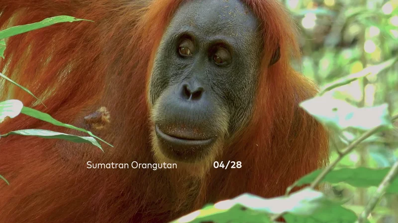 Wildlife Impact