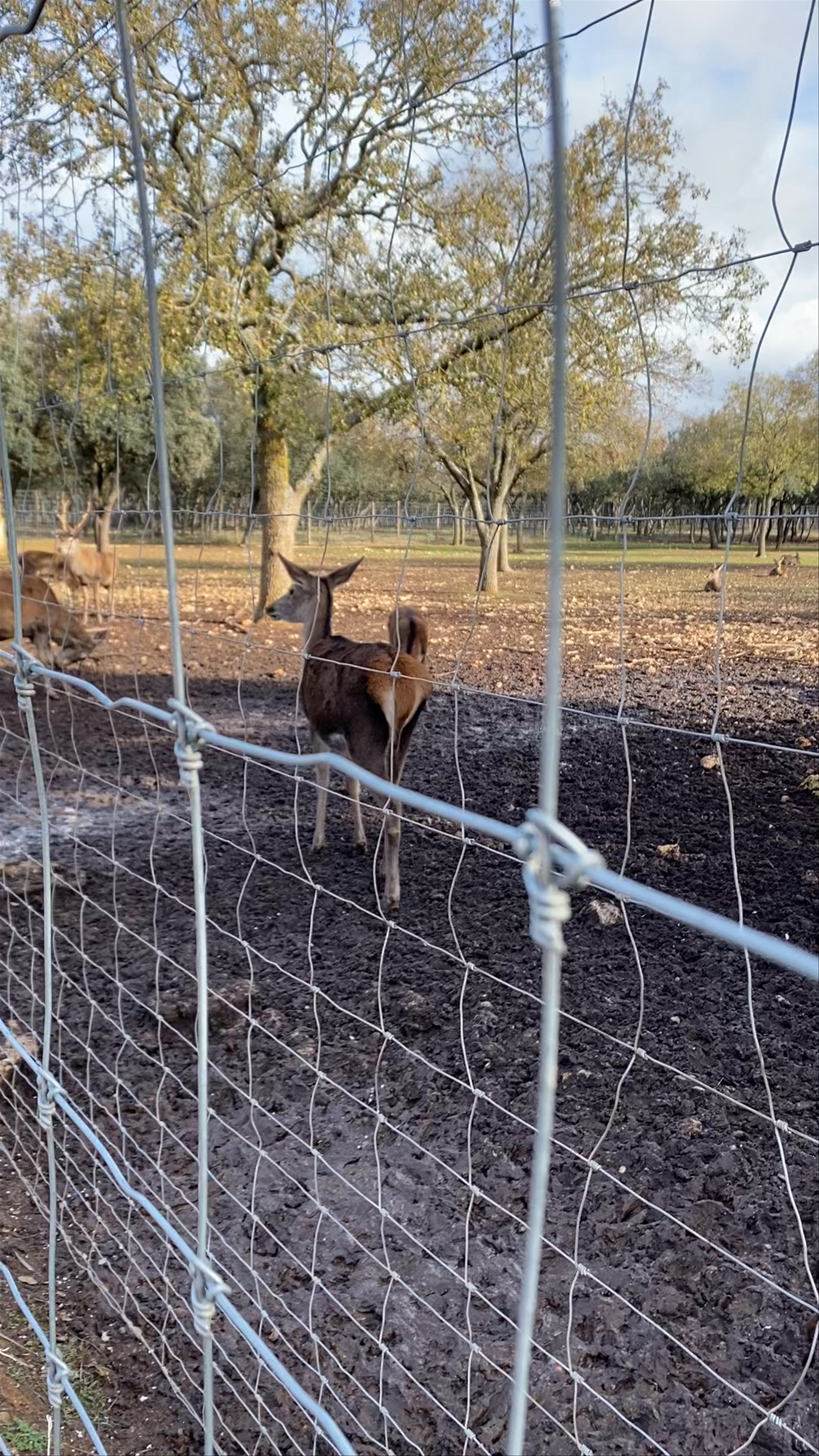 Reserva de ciervos "Parque de Valdellano"