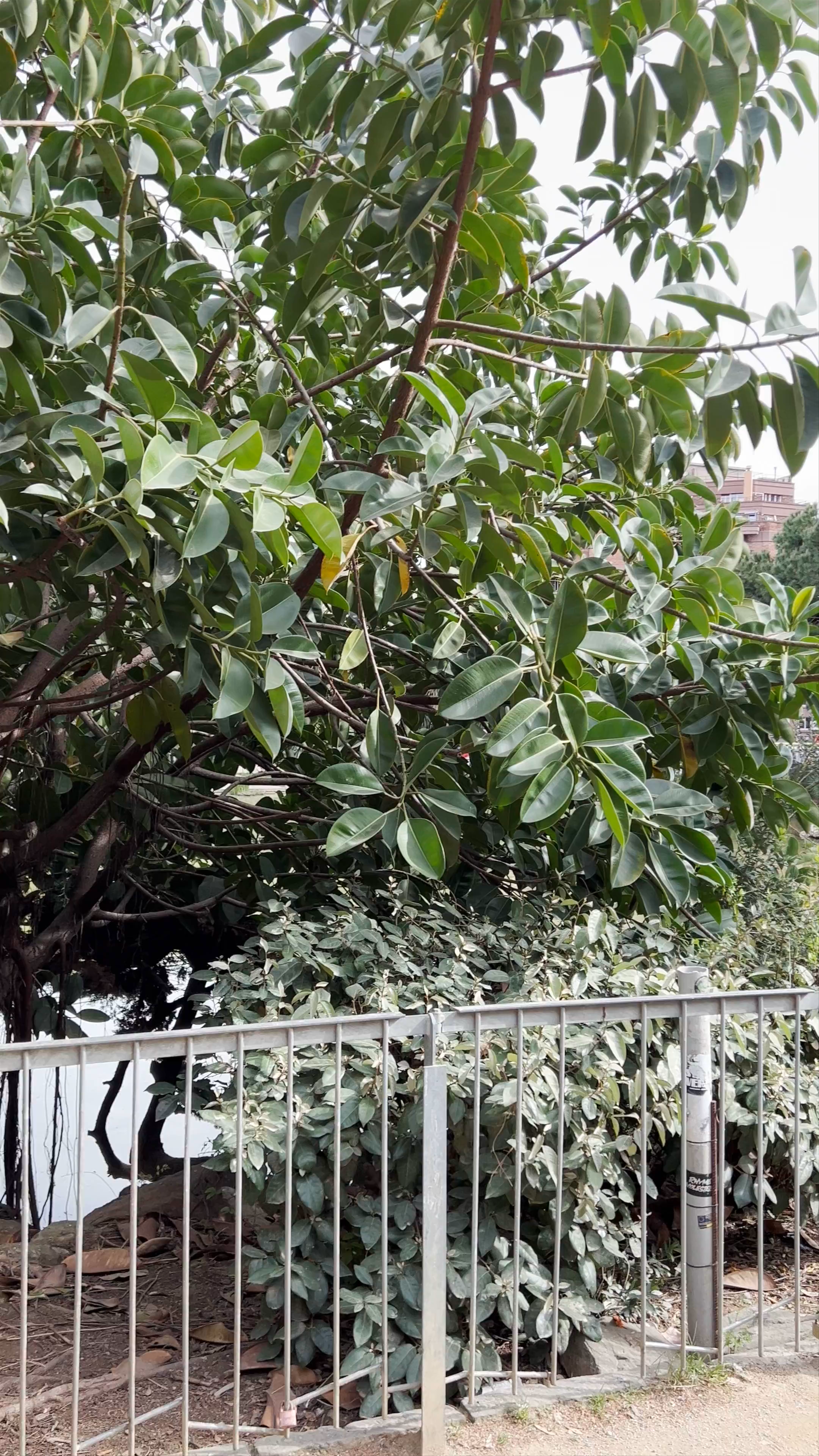 Llacuna Municipal Rodríguez i Merino