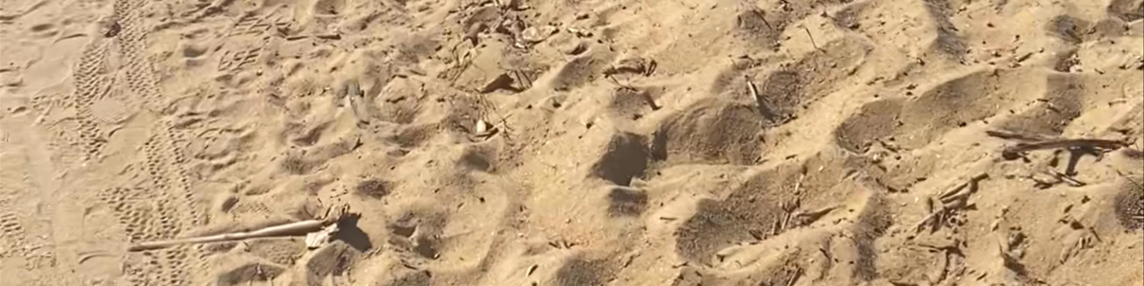 Patonga Beach