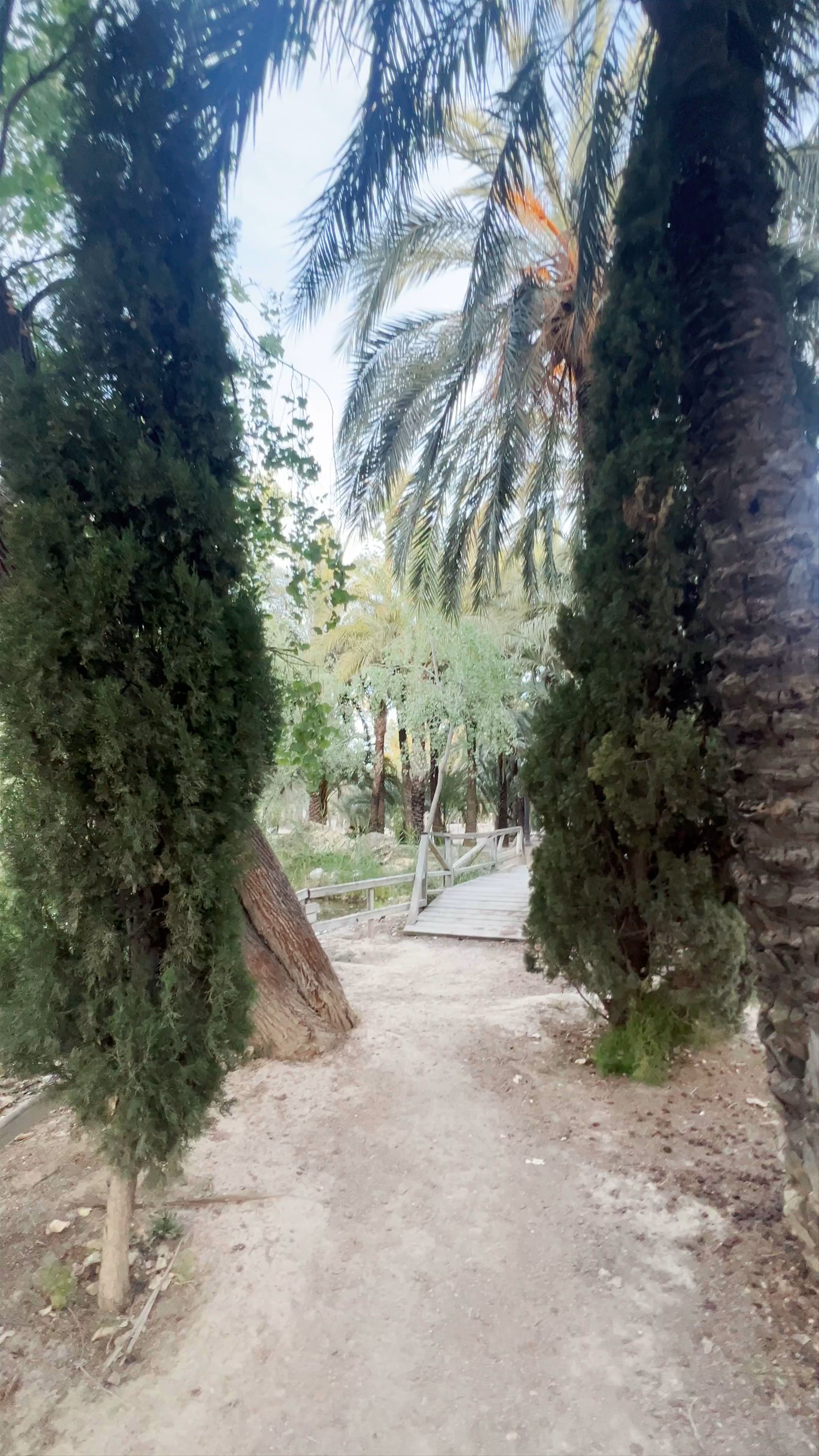 Peaceful Stroll through Park Elche in Elx, Spain