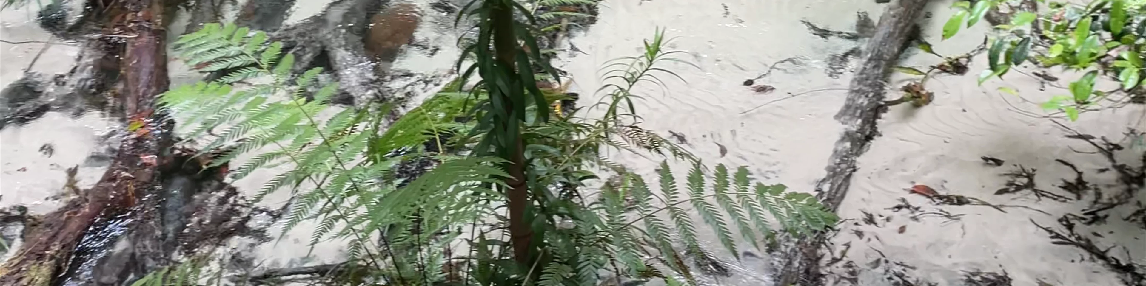 Wanggoolba Creek