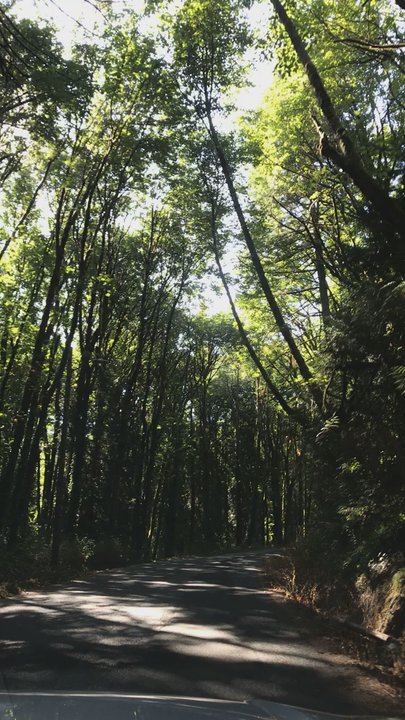 Marshall Park - Driving through - Parks Near Me - Portland, Oregon