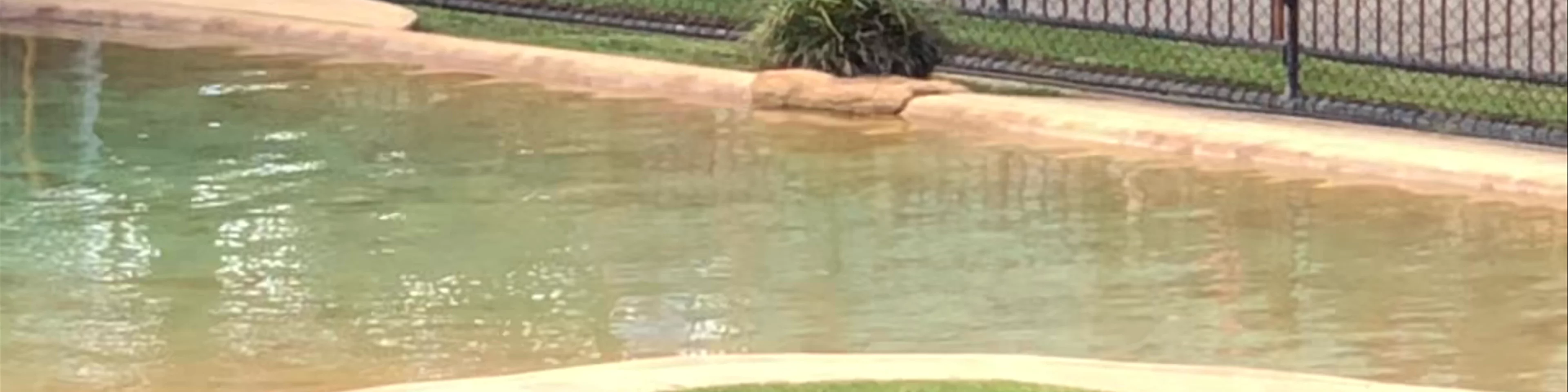 Australia Zoo crocodile show 