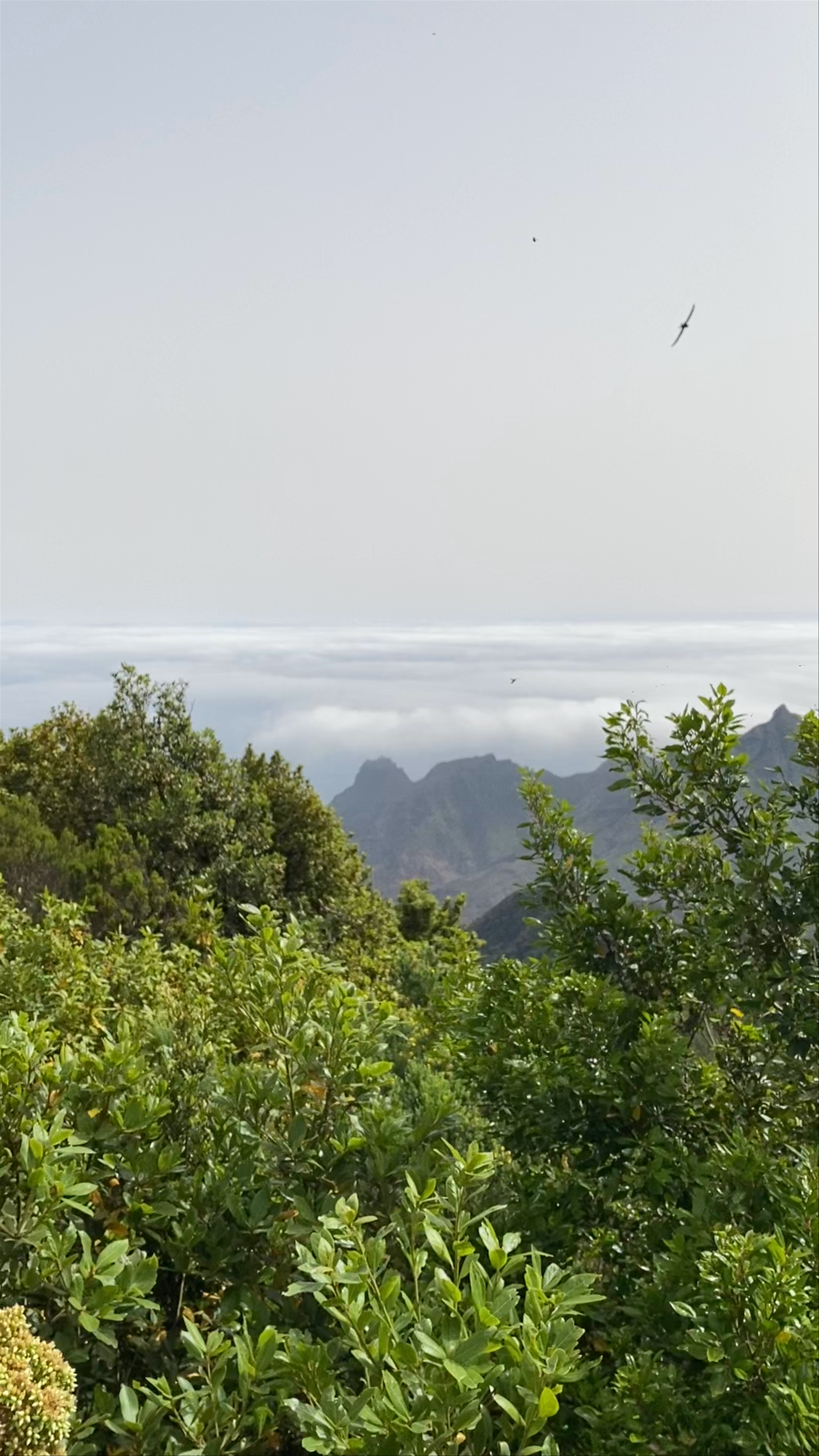 Mirador Pico del Inglés: Panoramic Mountain Vistas in Tenerife