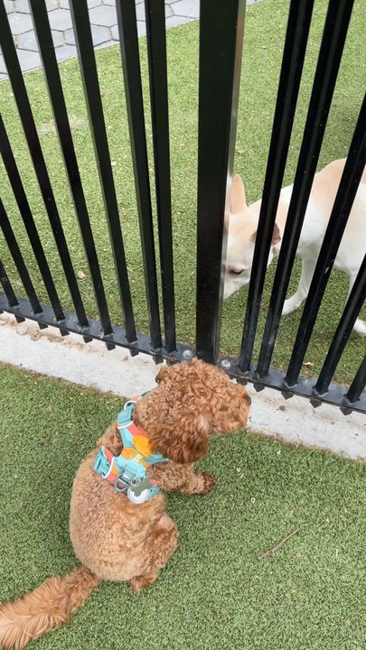 Madison Square Park Conservancy - Dog Parks Near Me - New York, New York