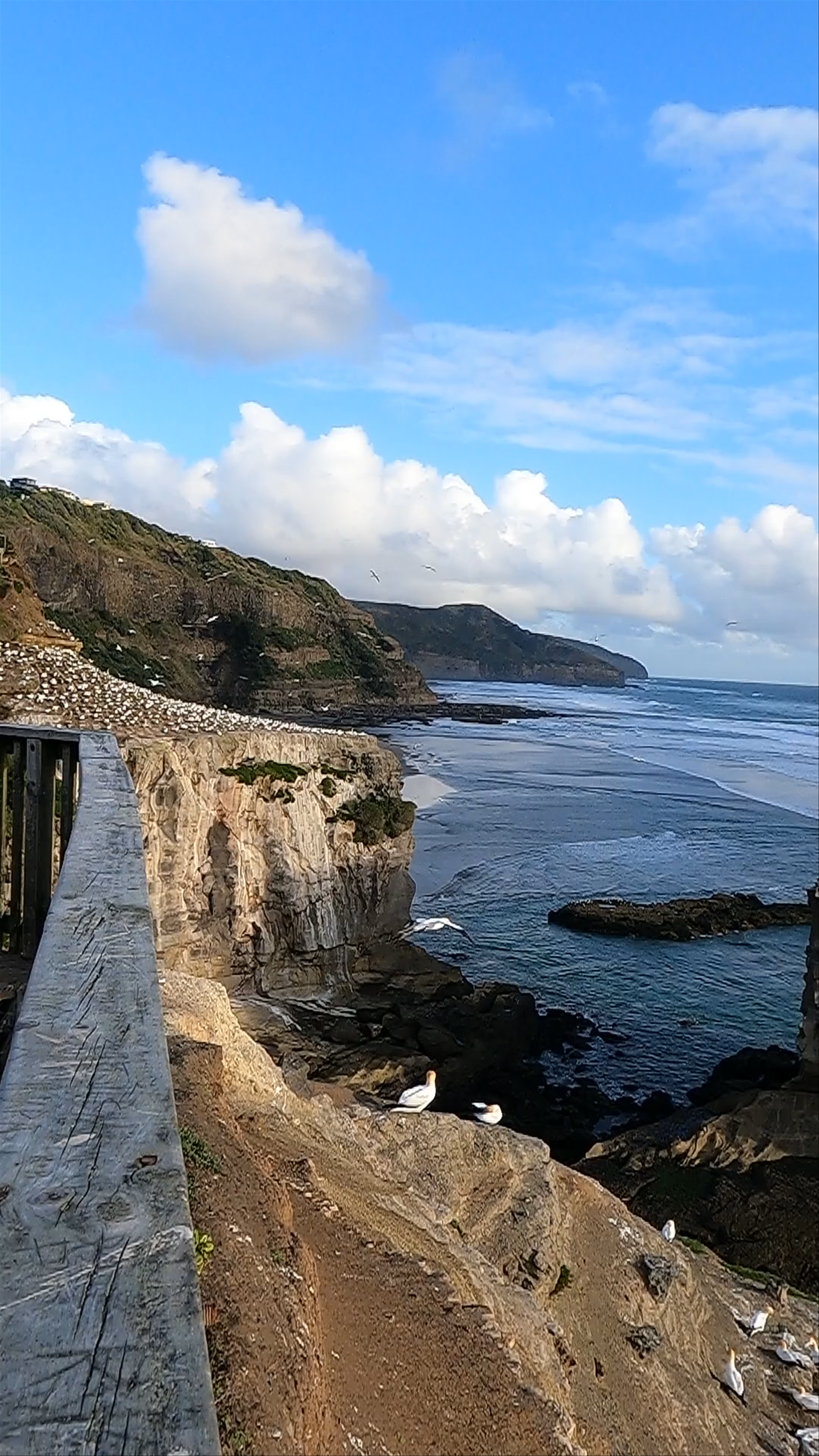 Muriwai Gannet Colony Motutara Road