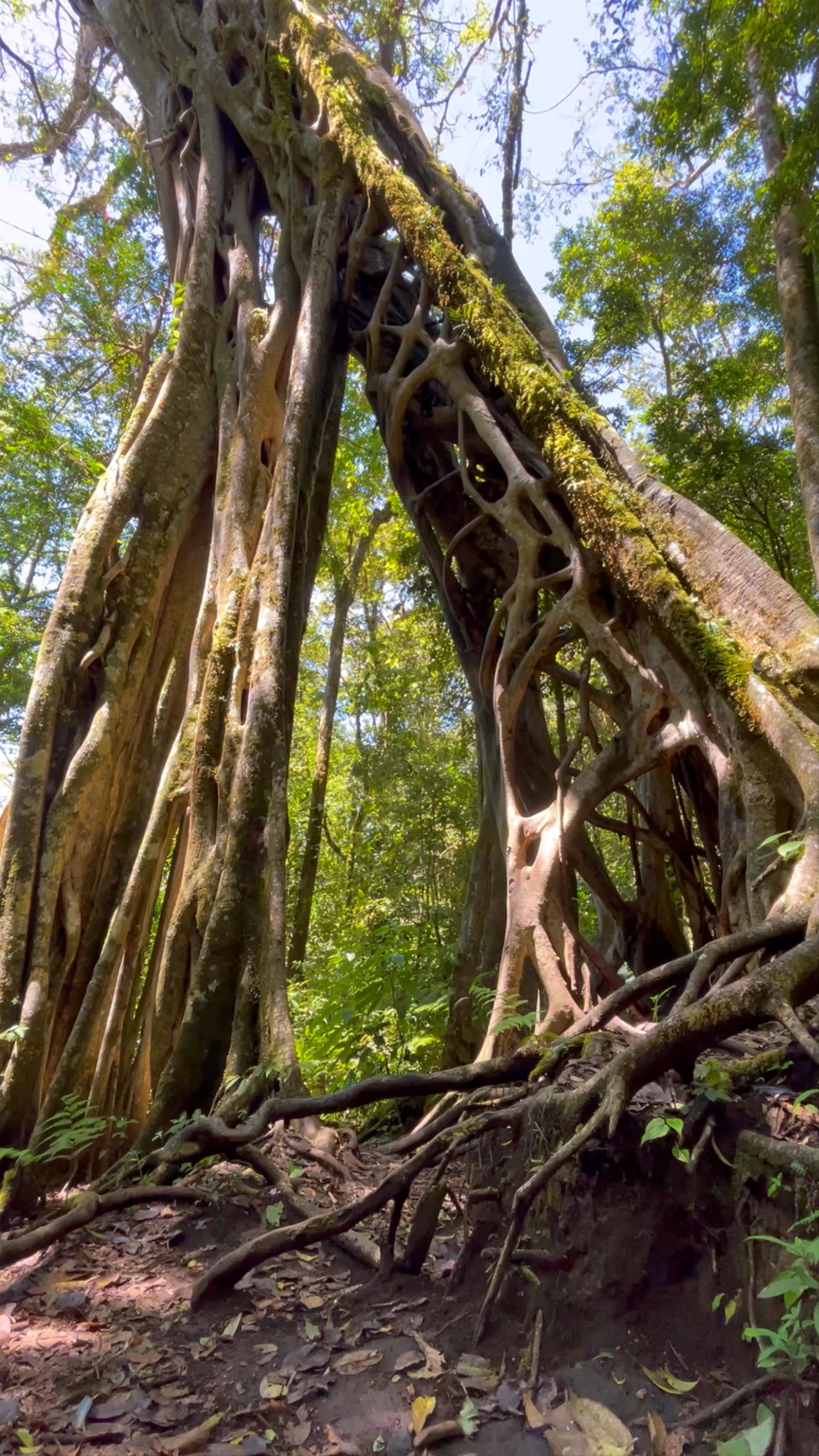 Monteverde Country Lodge