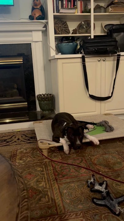 The Dog Knowledge - Putting the new training at work in our home (excuse the mess).. - Pet Training Near Me - Charlotte, North Carolina