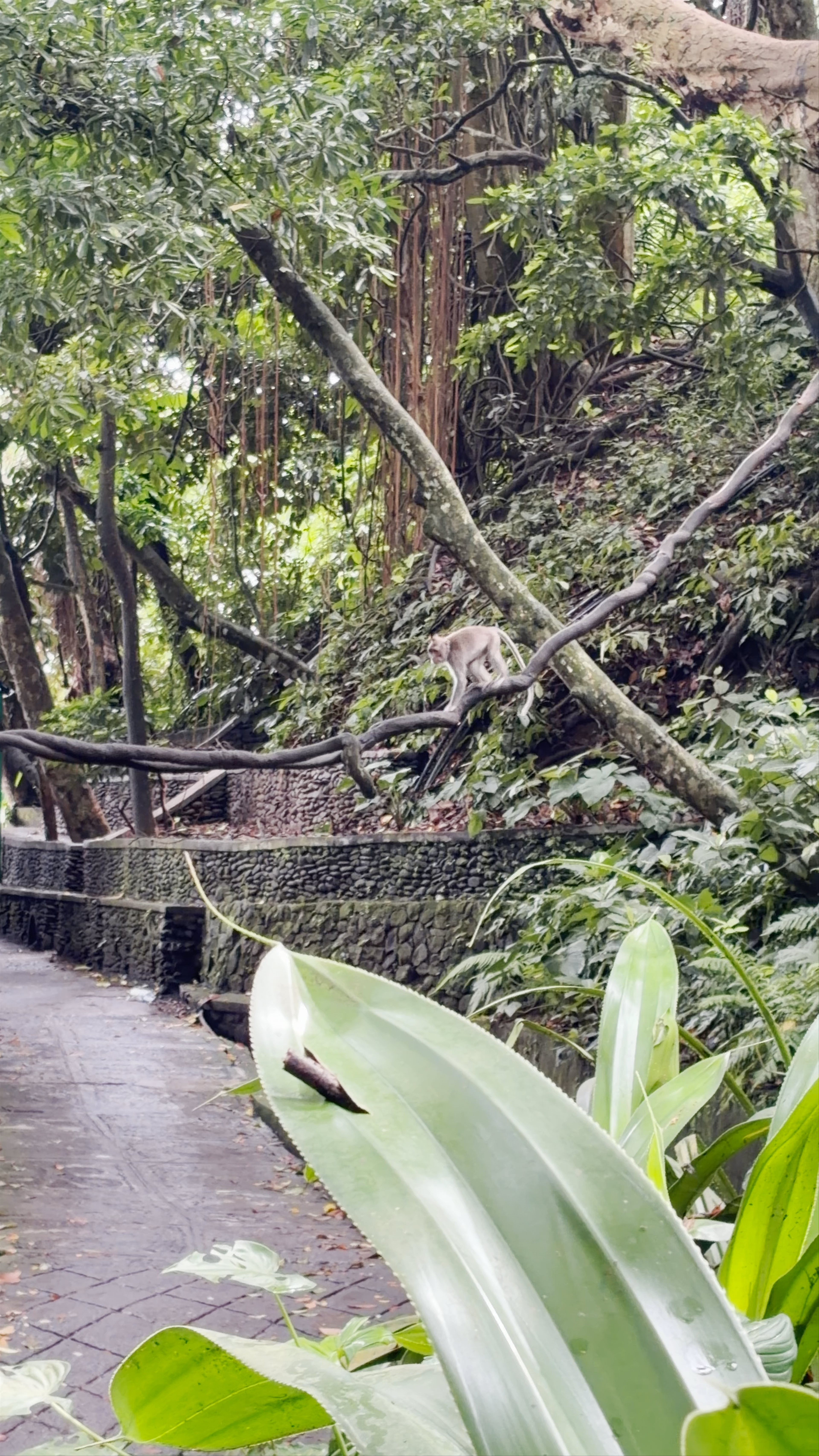 Sacred Monkey Forest Sanctuary