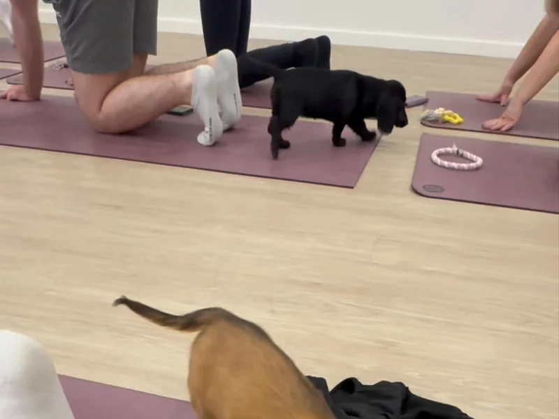 Experience - Yoga Paws in Perth