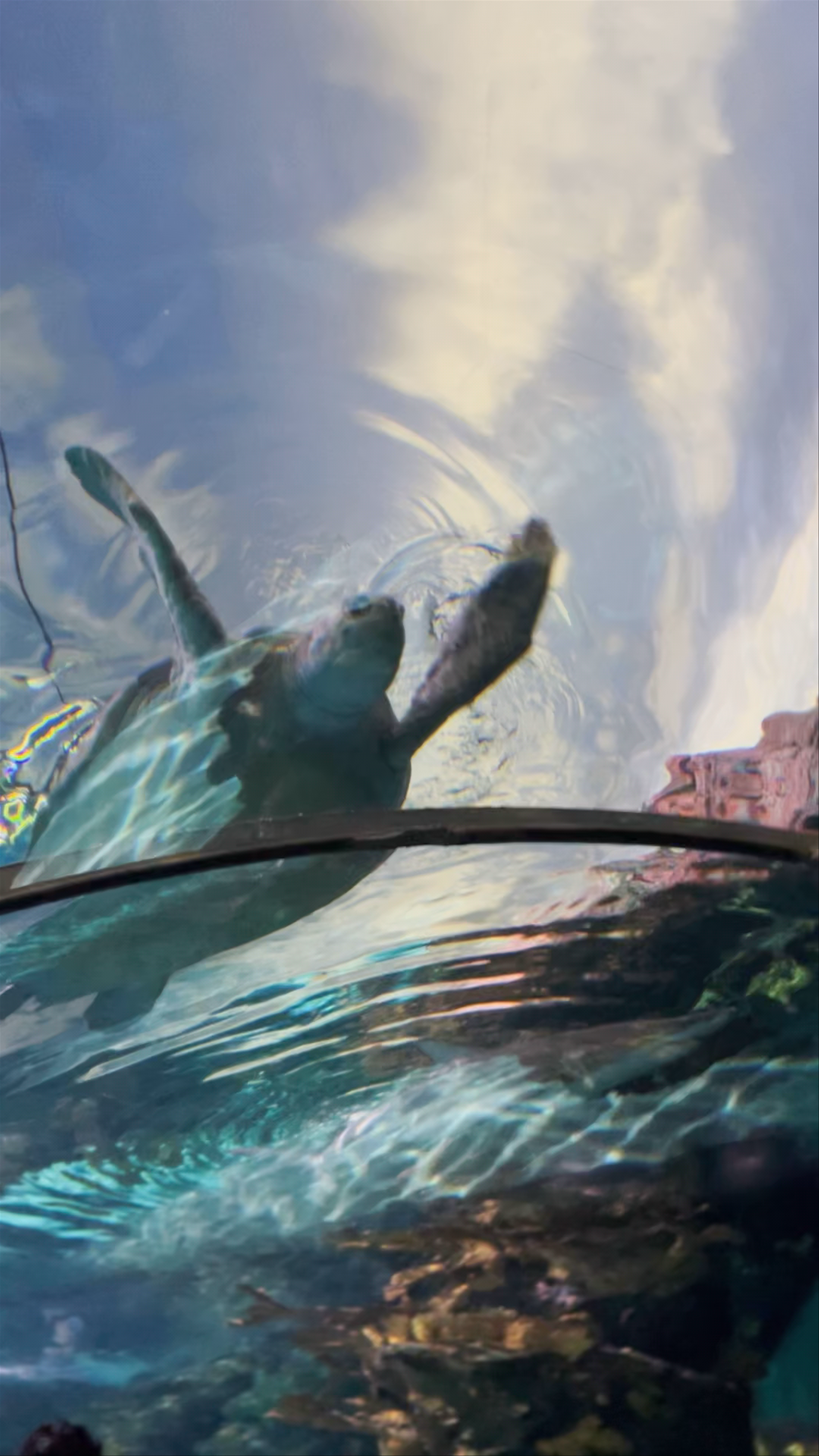 Ripley's Aquarium of the Smokies