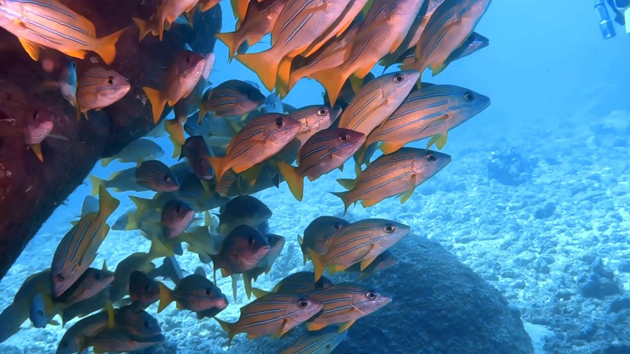 Fathom Five Divers - Videos from various dives with Fathom Five Divers on Kauai - Boat Charters Near Me - Koloa, Hawaii