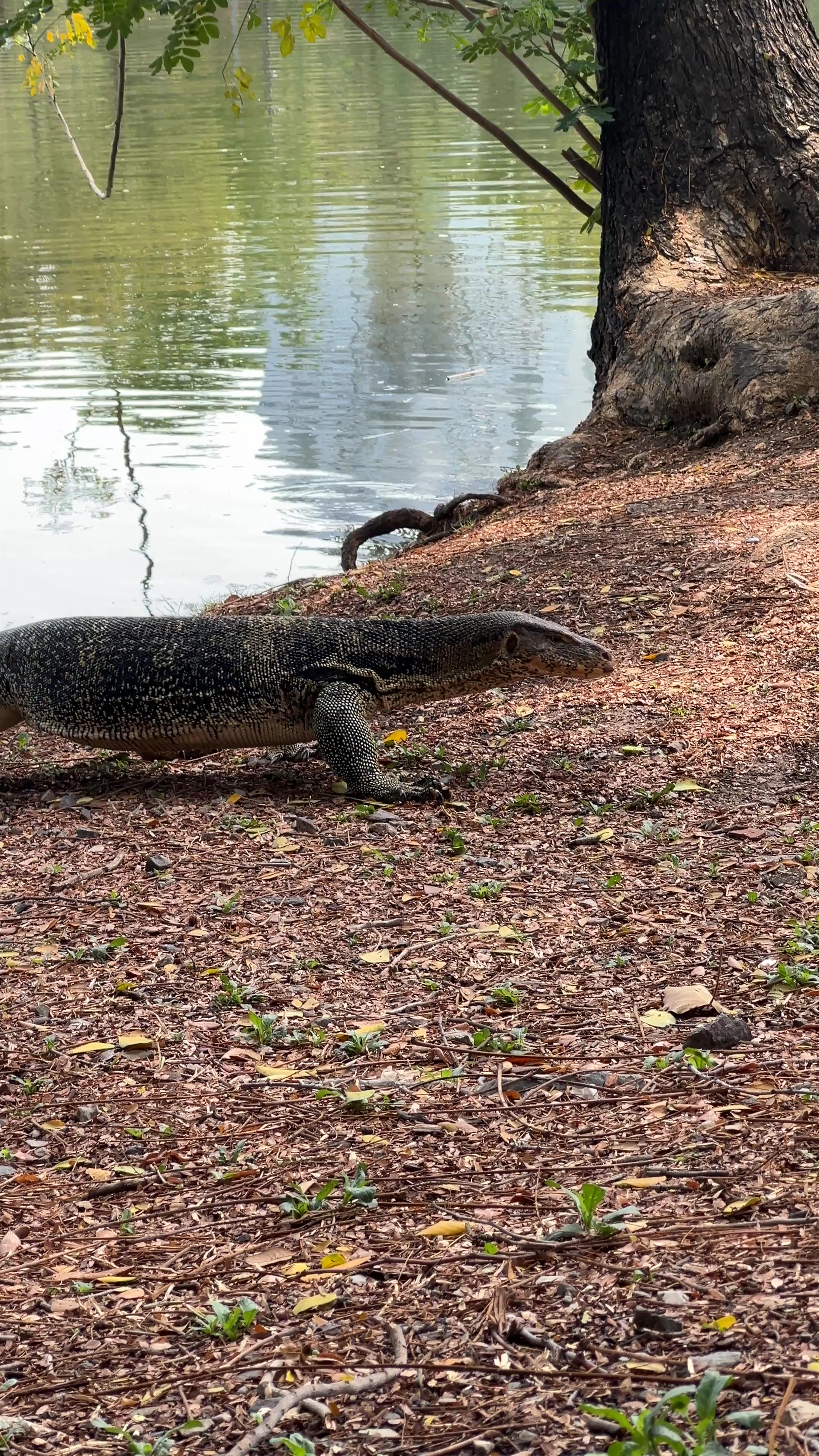 Lumpini Park Monitor Lizard Encounter in Bangkok