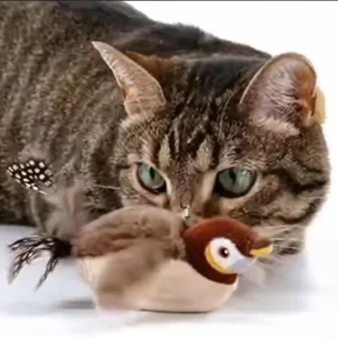 AFP Bird Flap Toy 1 | UGC