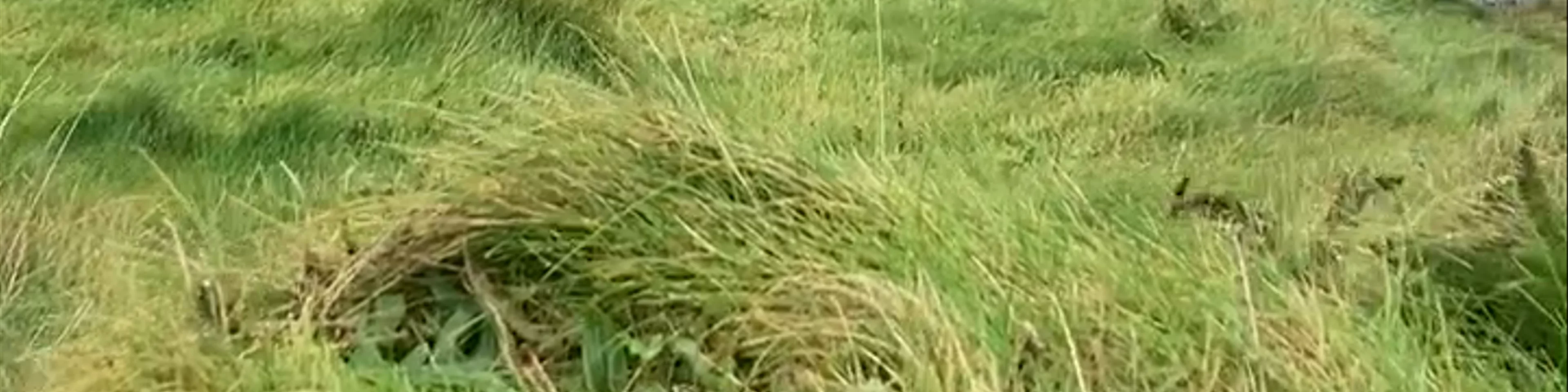 Cliffs of Moher