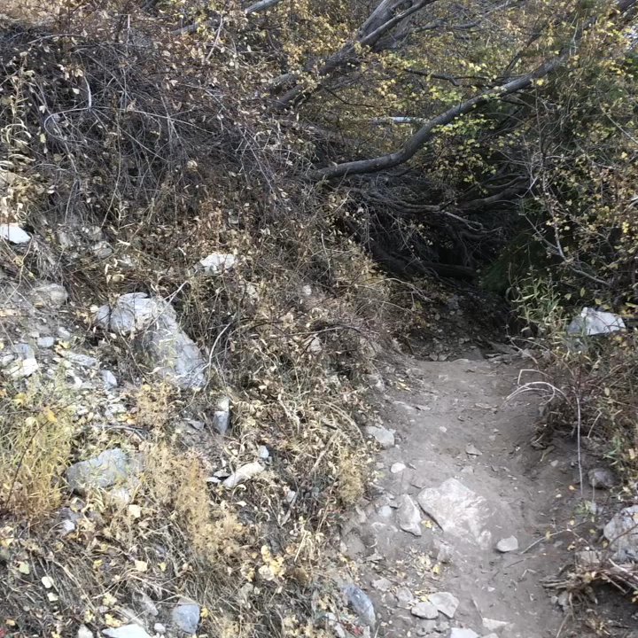 Griffith Peak Trail - Hiking Near Me - Mount Charleston, Nevada