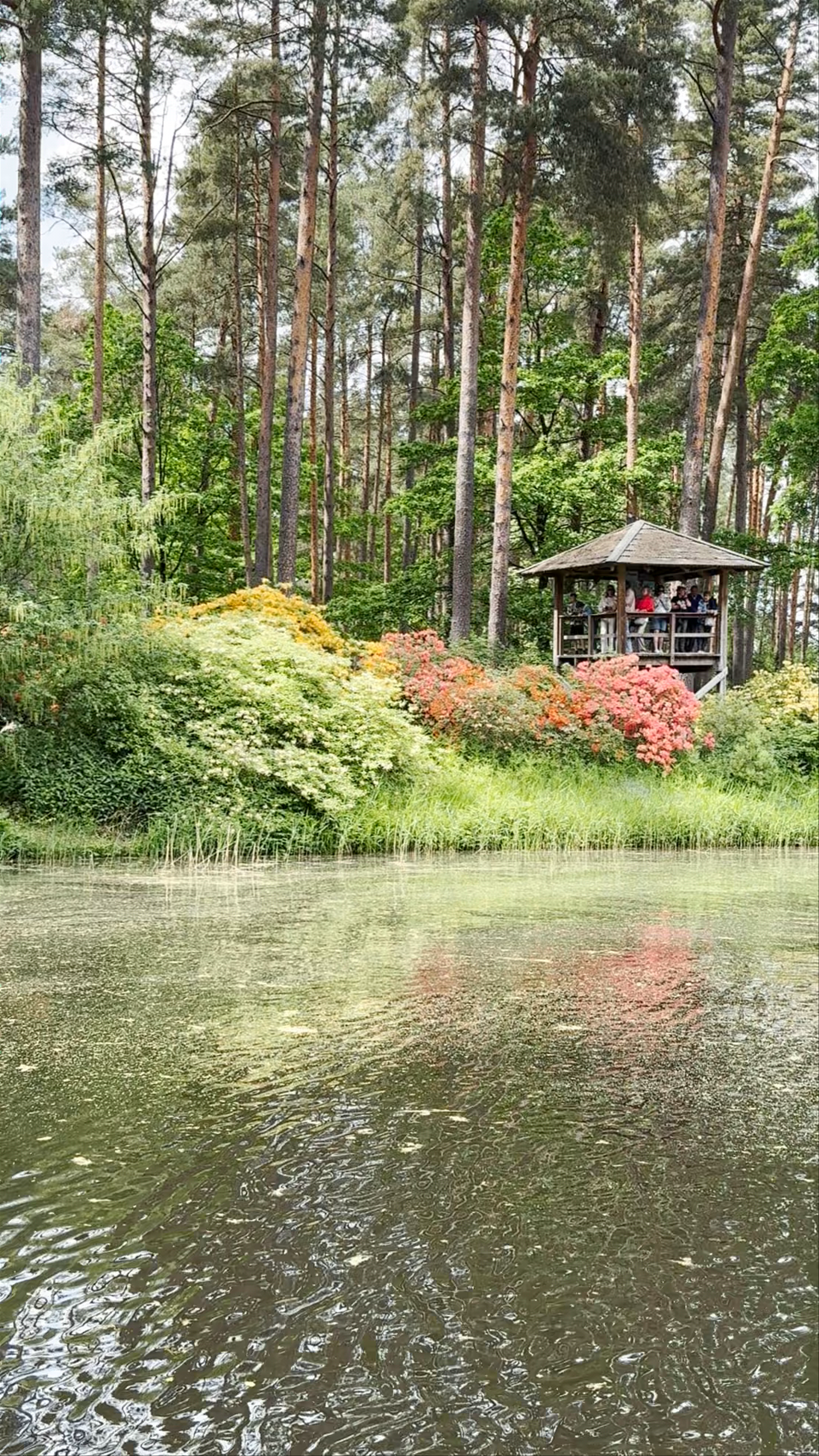 LU Rododendru selekcijas un izmēģinājumu audzētava "Babīte"