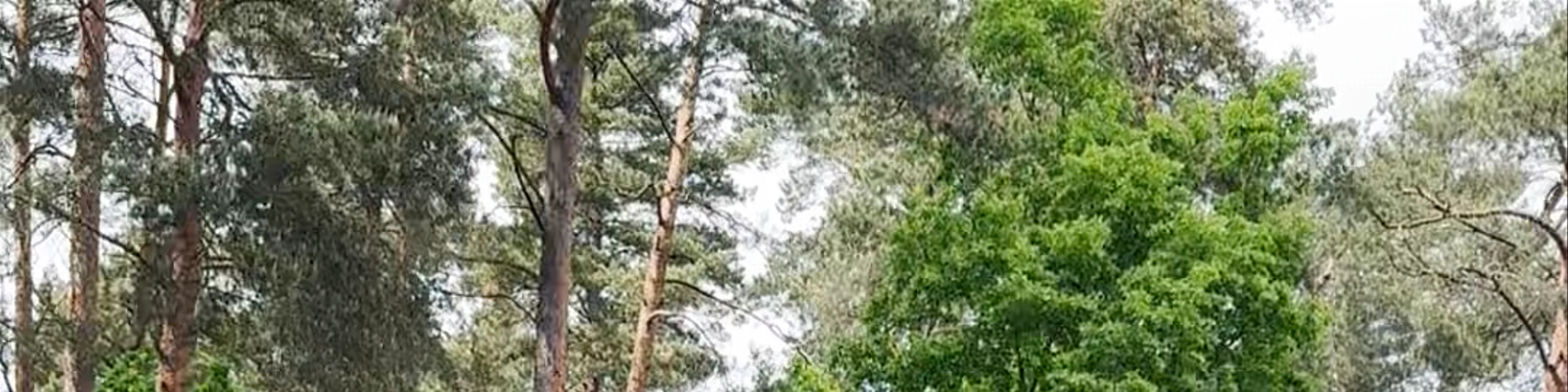 LU Rododendru selekcijas un izmēģinājumu audzētava "Babīte"