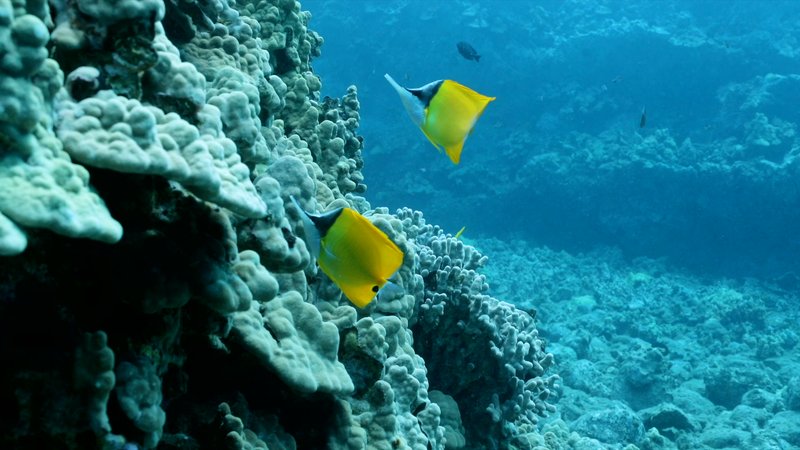 Yellow Longnose Butterflyfish at reef  poster