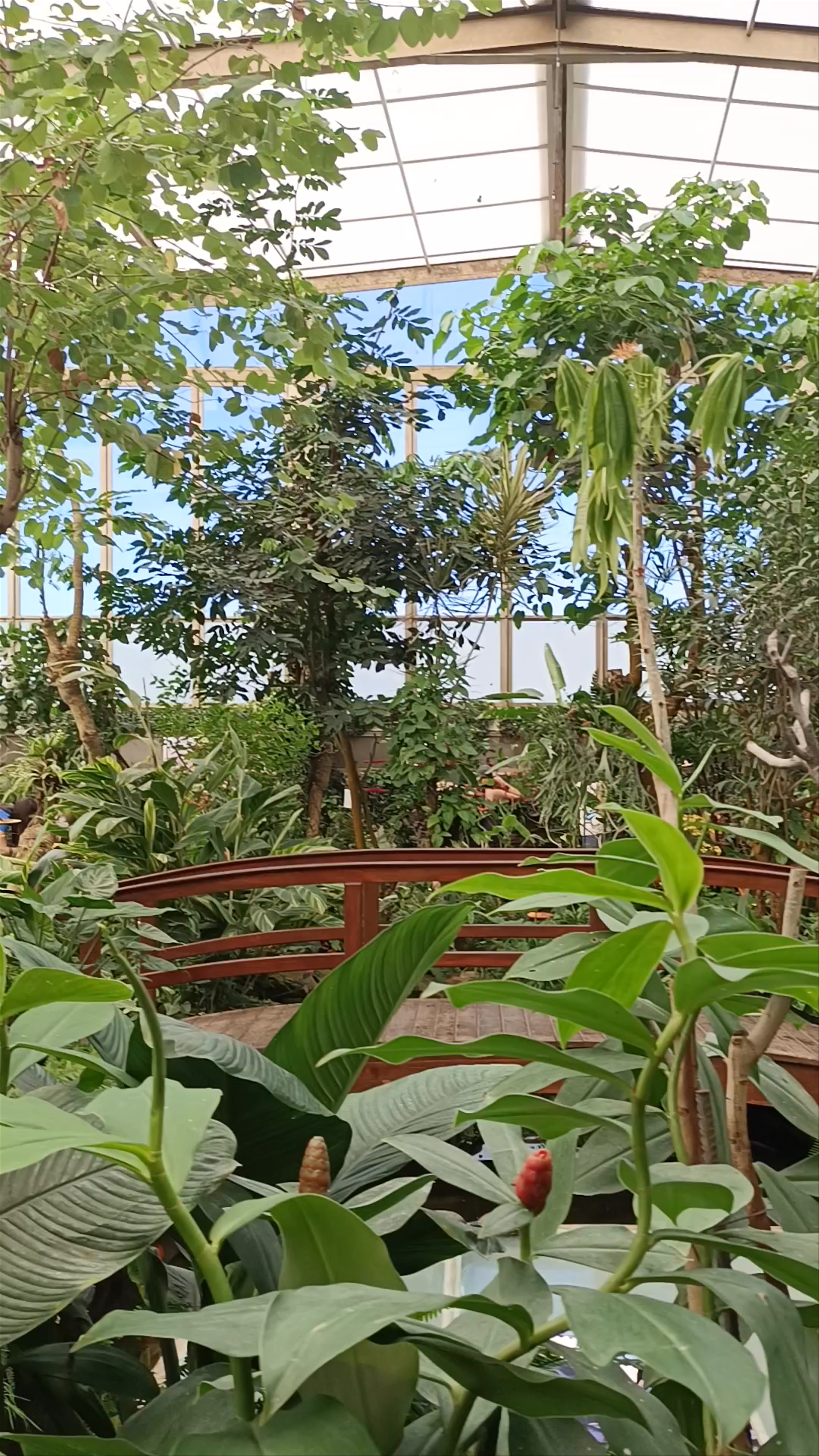 Mariposario del Drago Butterfly Park: A Lush Tropical Haven in Icod de los Vinos