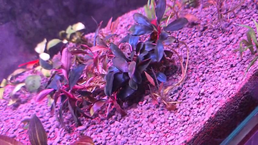 Angelfish