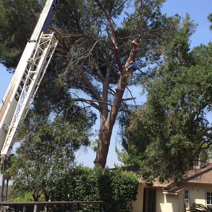 New Image Landscaping - Tree Removal Langham Hotel Pasadena, ca - Landscaping Near Me - Altadena, California