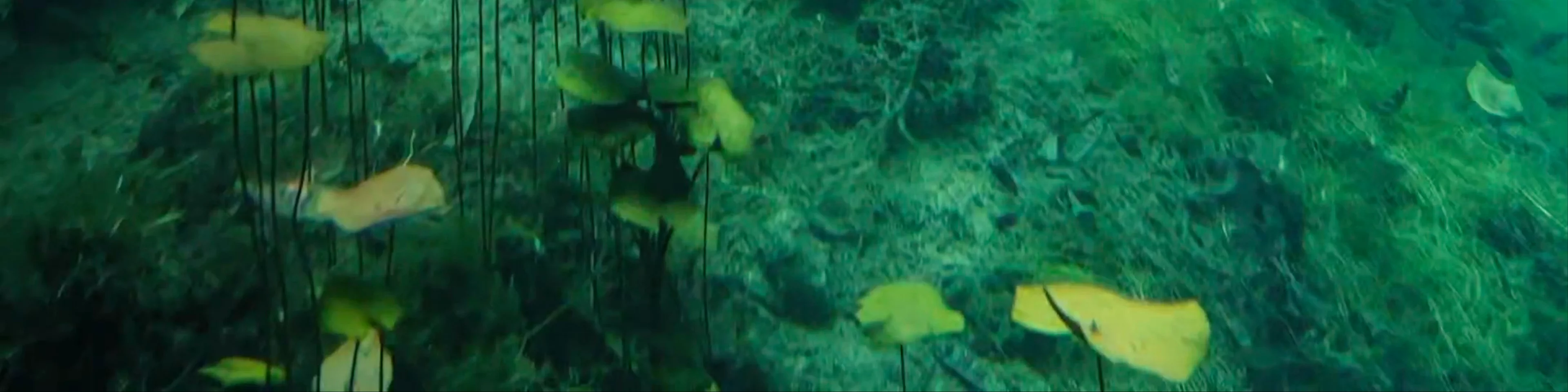 Cenote Car Wash