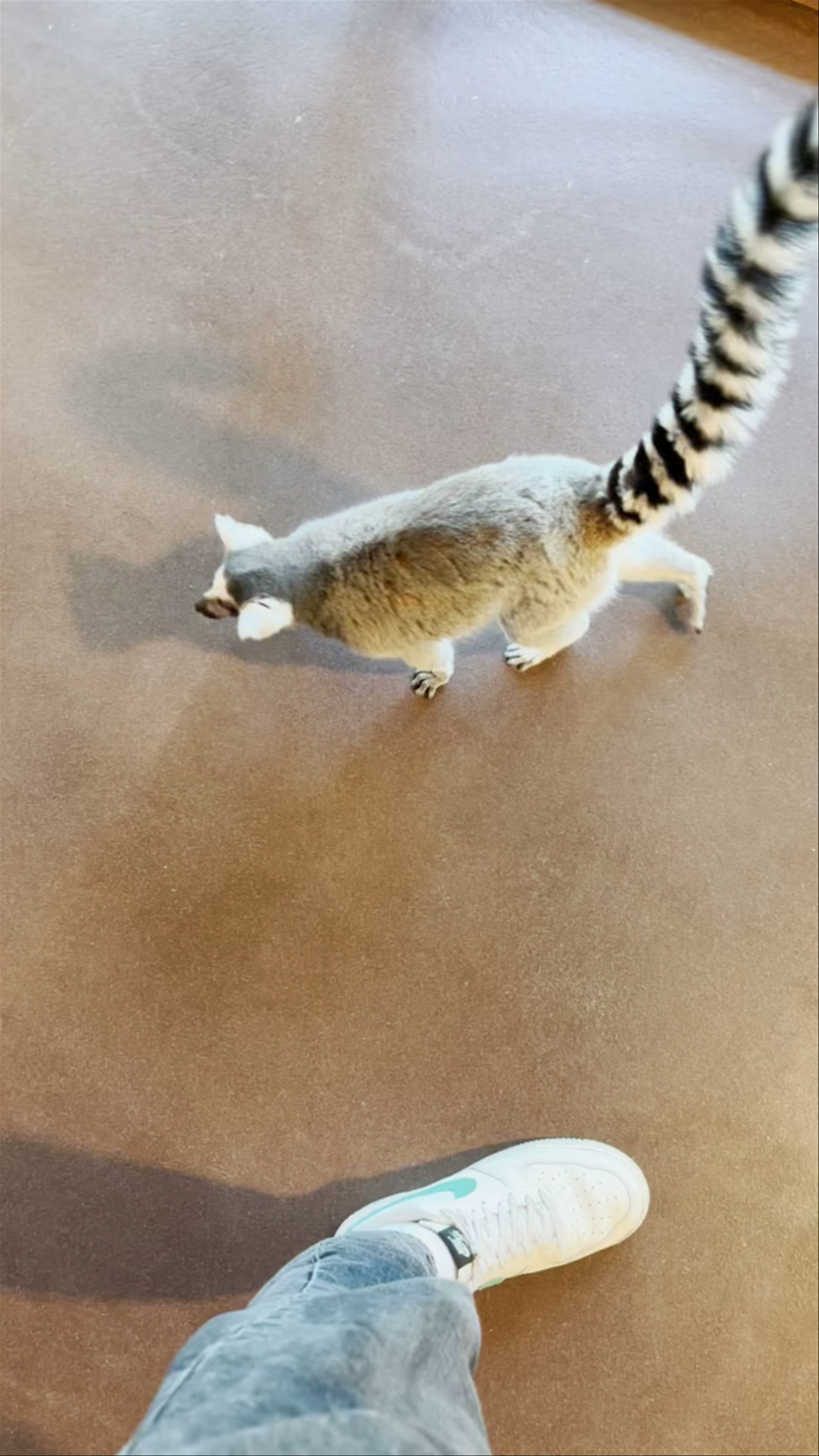 Up Close with Playful Ring-Tailed Lemurs at Vilnius Zoo