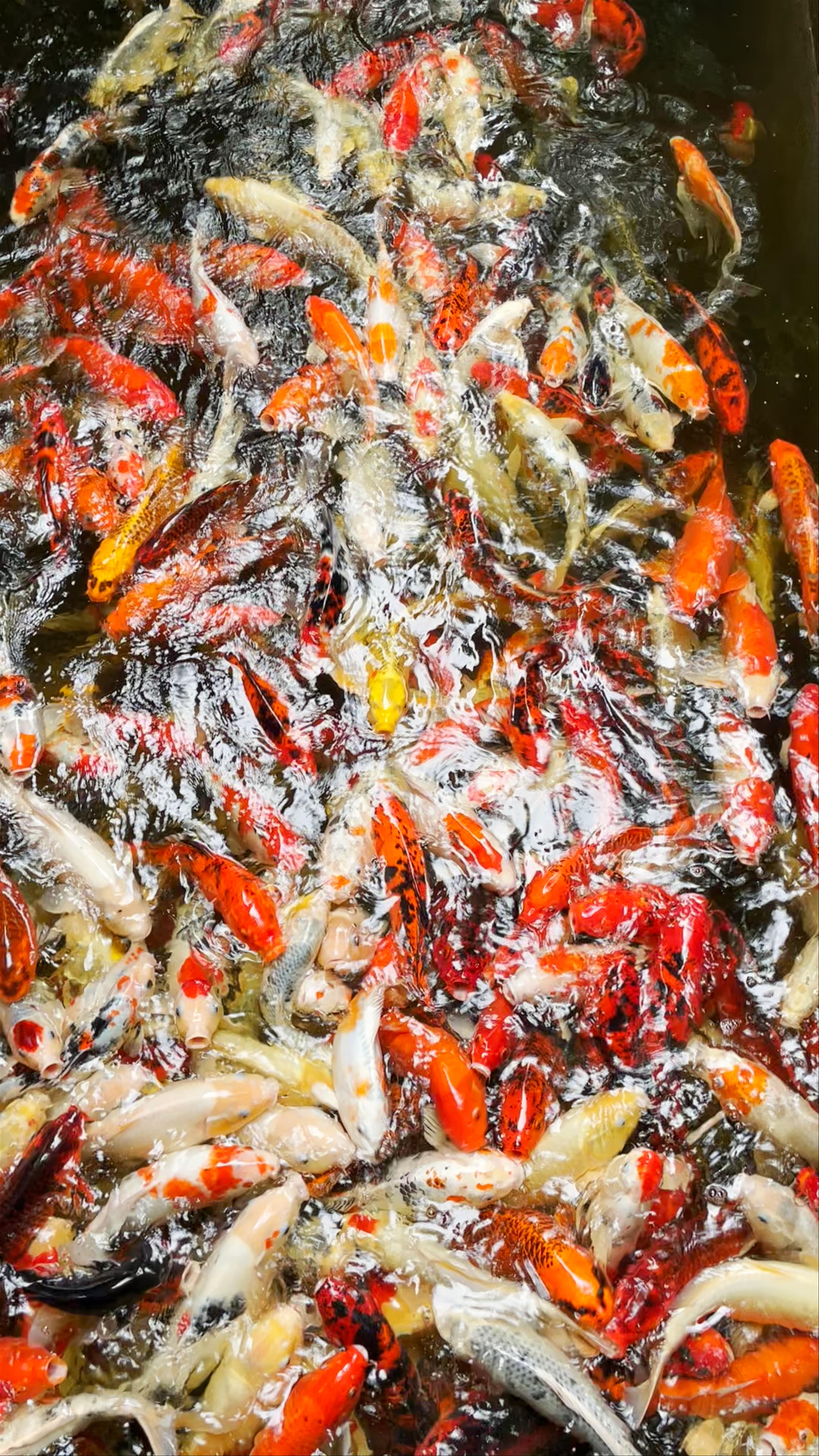 Mesmerizing Koi Pond at Lalitta Café Rim Kok, Chiang Rai