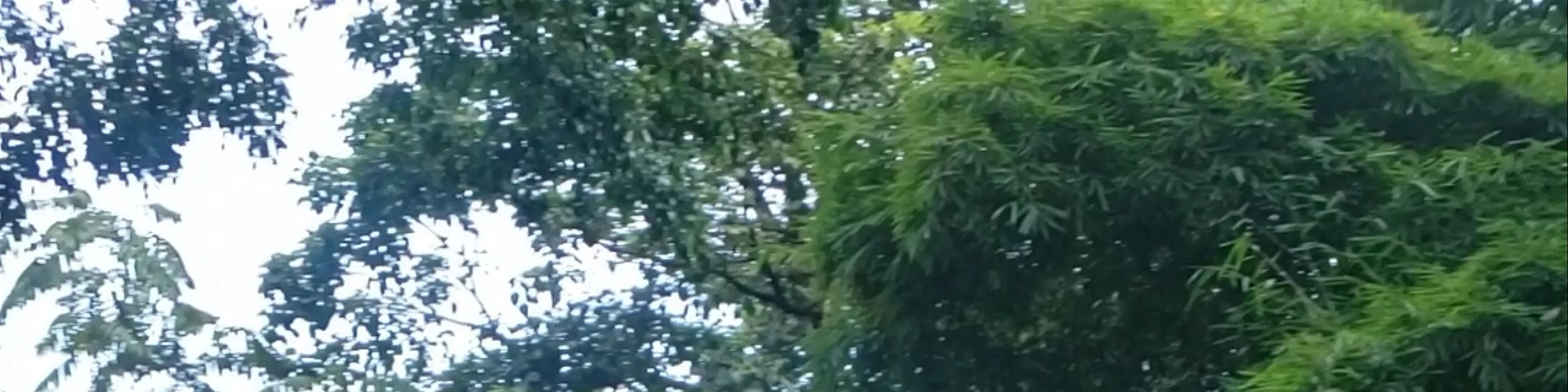Segundo Parque de Laureles