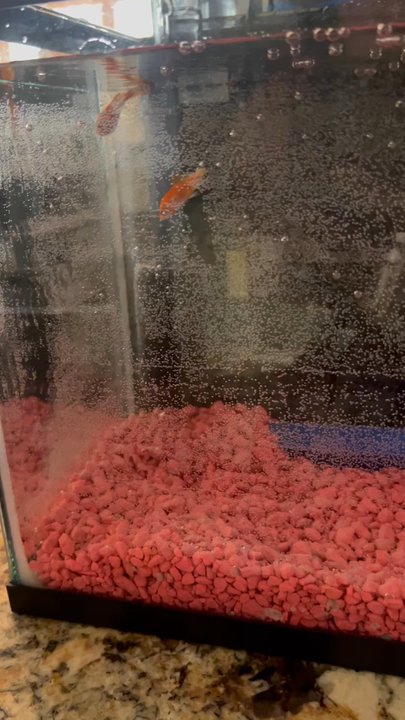 Pet Supermarket - Fish fighting for their lives - Pet Stores Near Me - Cary, North Carolina
