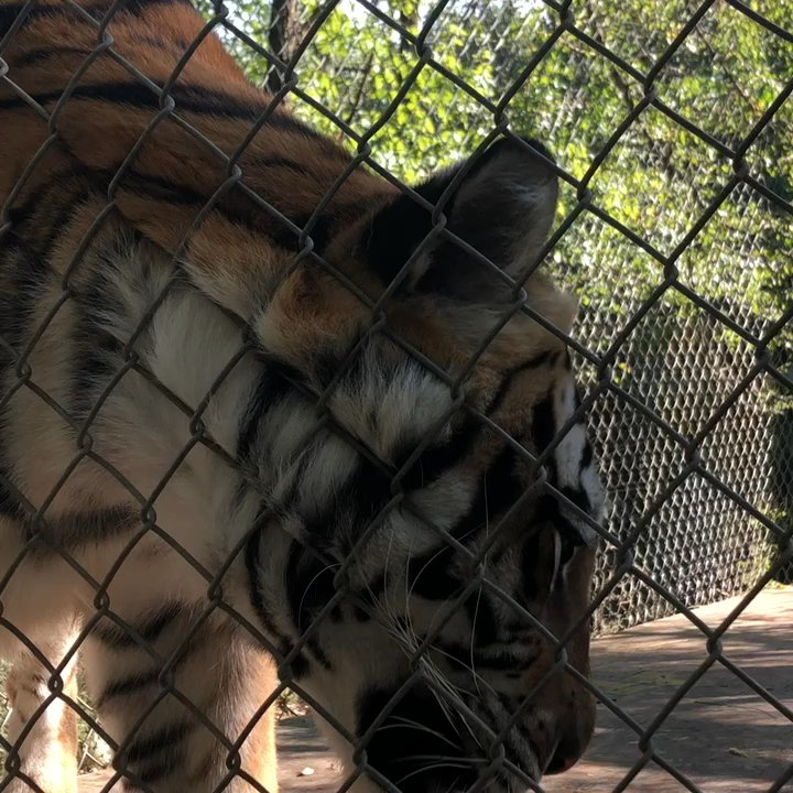 EXOTIC FELINE RESCUE CENTER - Updated May 2026 - 248 Photos & 69 ...
