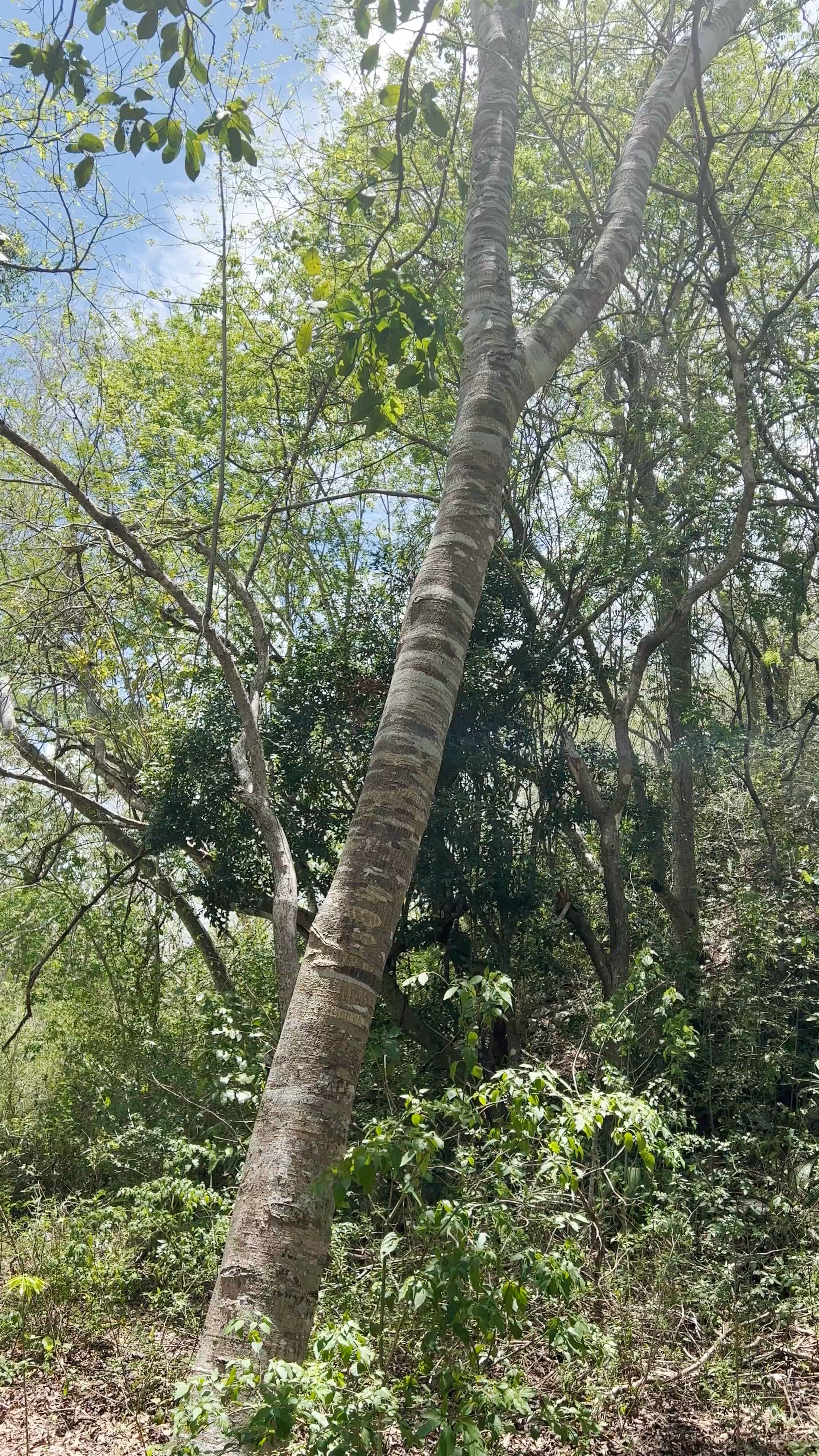 Zona Arqueológica de Ek Balam