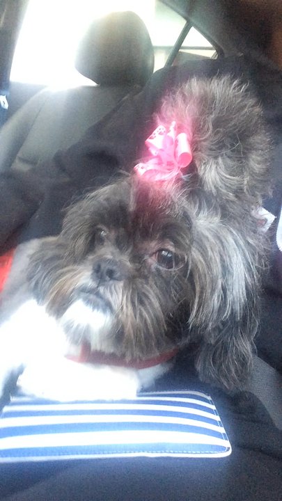 The Muddy Mutt - Excuse my corny commentary. My baby is SO pretty! - Pet Groomers Near Me - Arlington, Virginia