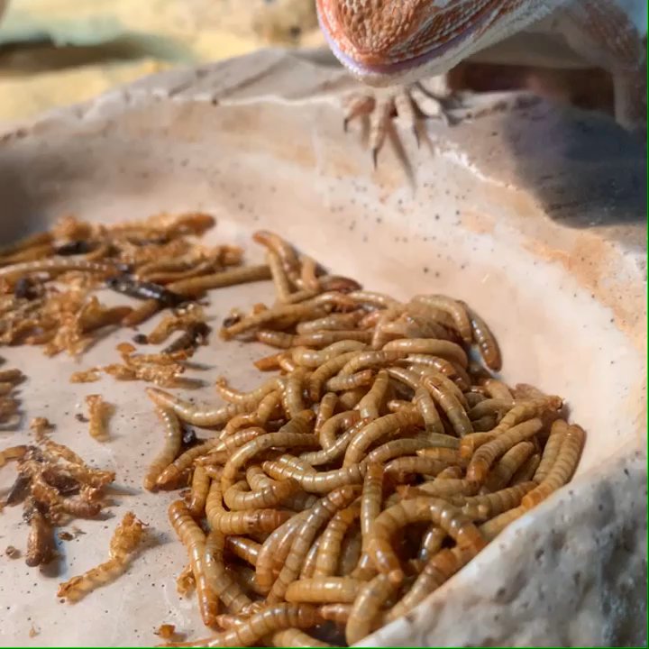 Rainbow Mealworms - My little baby - Reptile Shops Near Me - Compton, California