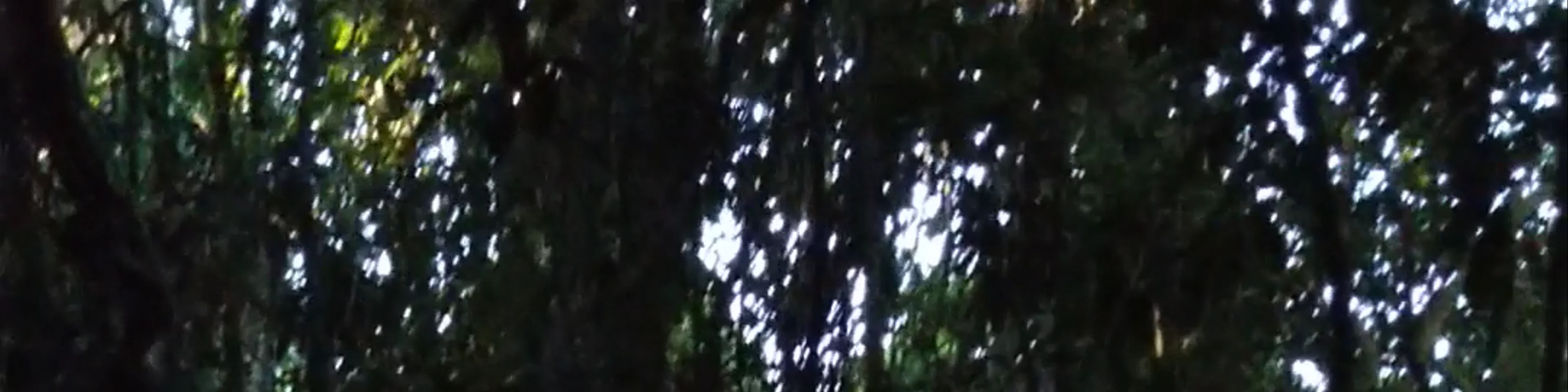 Sendero Los Monos