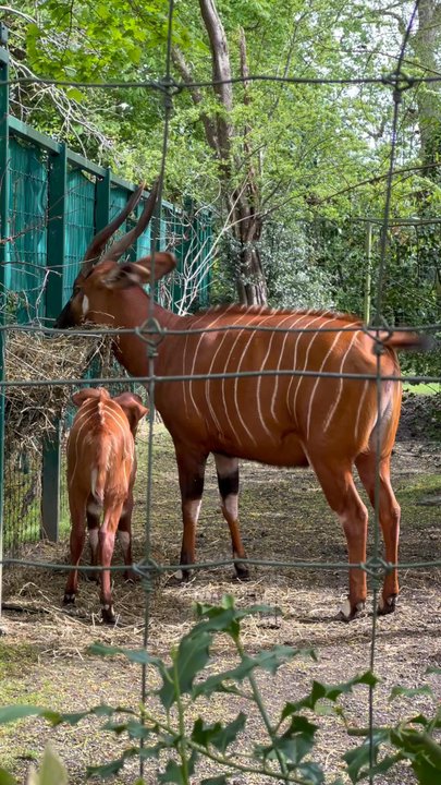 Dublin Zoo - Zoos Near Me - Dublin, D