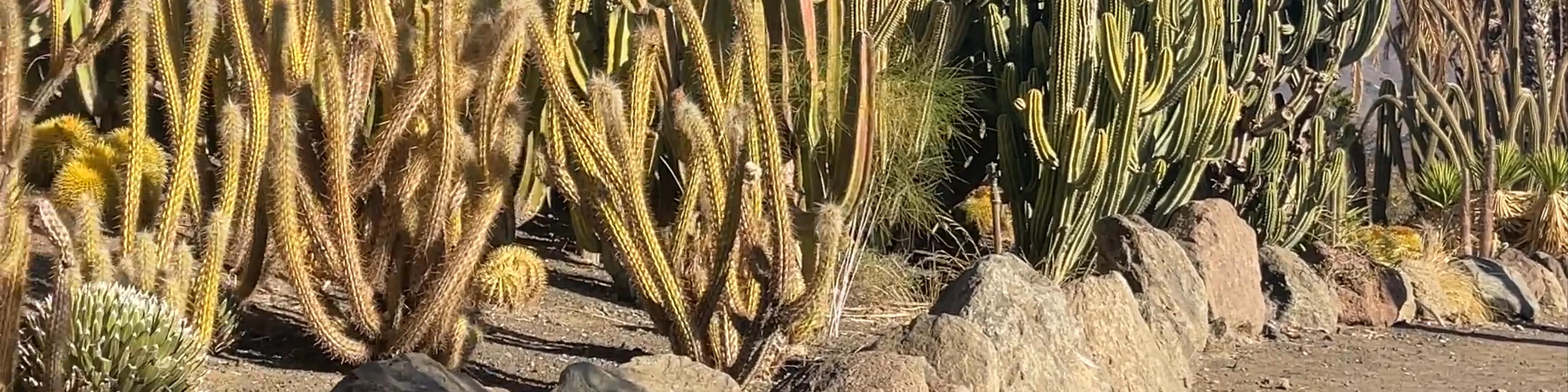 Cactualdea Park