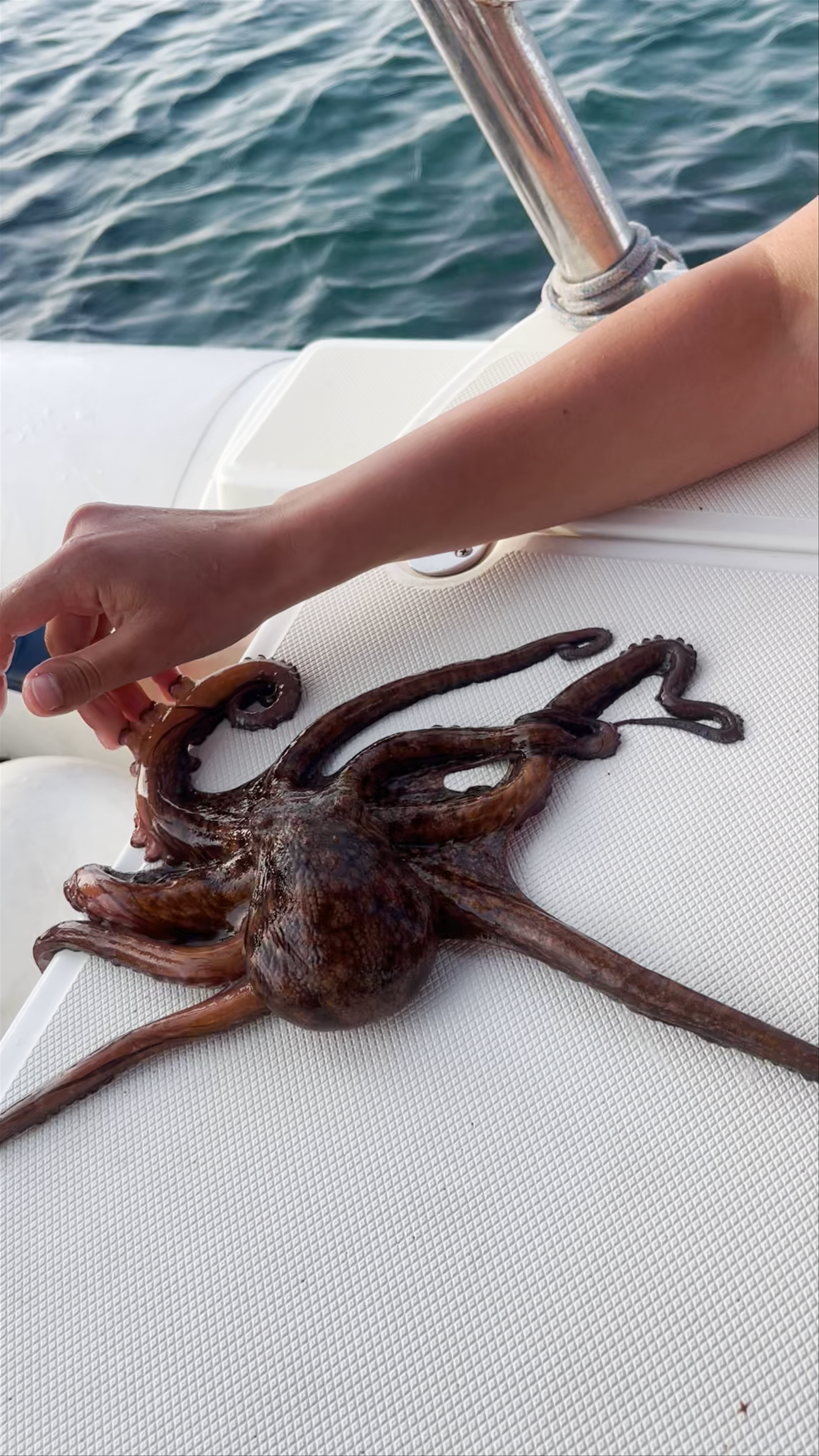 Interactive Octopus Encounter on the Waters near Fléves, Greece