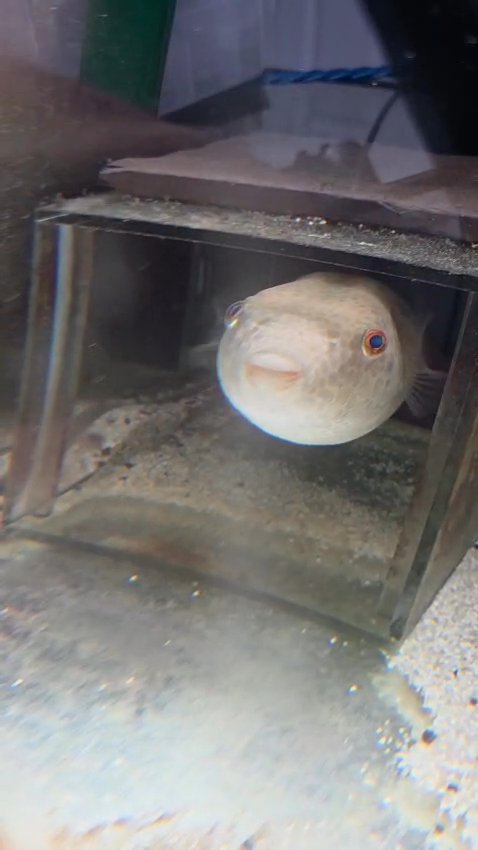 Young red shoulder severums